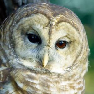 Meet your Posher, Johathan